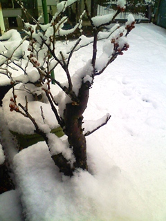 120229 snow blog.jpg