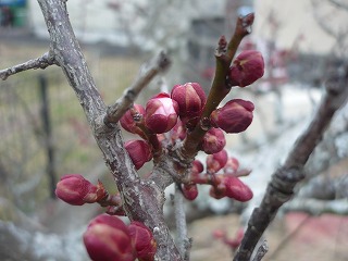P1020753.jpg