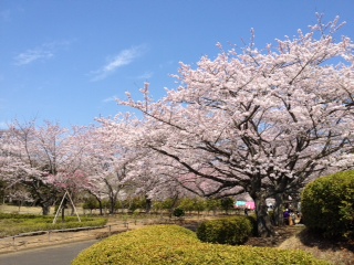 大畑公園.JPG