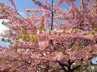 河津桜.JPG
