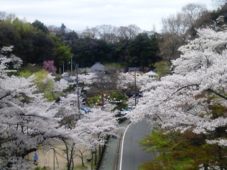 120419 matsugaoka park blog.jpg