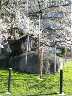 石割さくら.JPG