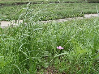 P6250037.jpg