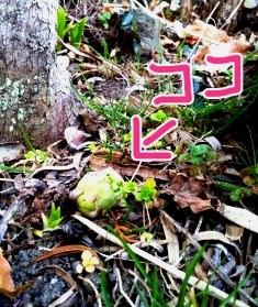 2013-03-7ふきのとう.jpg