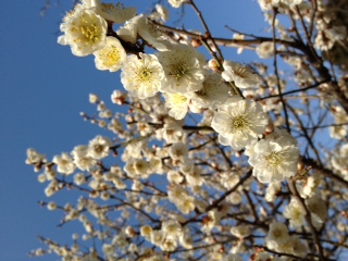 ume.JPG