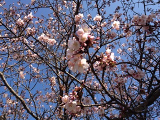 sakura.JPG
