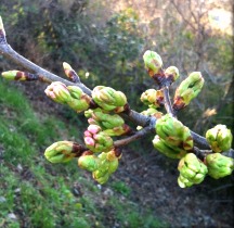 2013-03-21 17.00.50.jpg