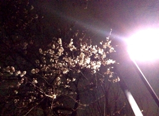 sakura.JPG
