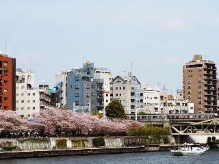 130401 sakura.asakusa-01.jpg