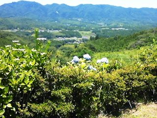 130627 iwaki ajisai blog-01.jpg