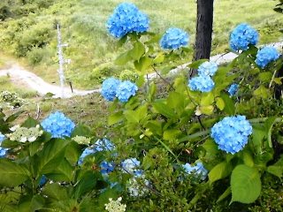 130627 iwaki ajisai blog-02.jpg