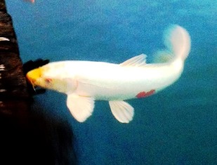koi.jpg