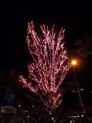 PC210650.jpg