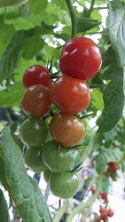 あかい菜園2.jpg