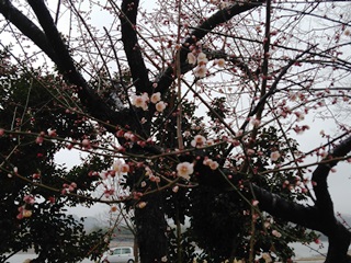 140320 katsura-02.jpg