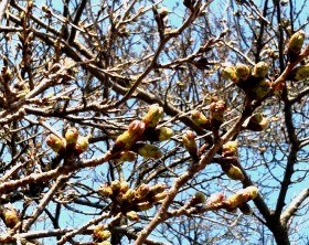 2014桜つぼみ.jpg