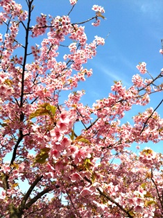2014-04河津桜.jpg