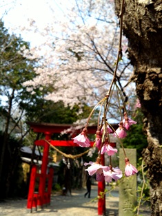 2014.4三島八幡神社.jpg