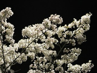 140409 matsugaoka-02.jpg