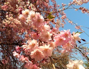 2014高野花見山.jpg