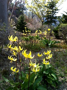 2014-04-17 かたくり花.jpg