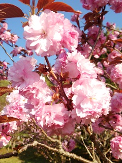 140424 hitachiota-02.jpg