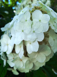 140612 ajisi-02.jpg