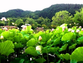 2014阿弥陀堂蓮.jpg