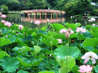 140717 shiramizu-01.jpg
