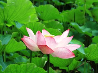 140717 shiramizu-02.jpg