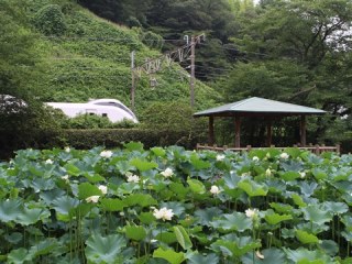 140724 matsugaoka-03.jpg