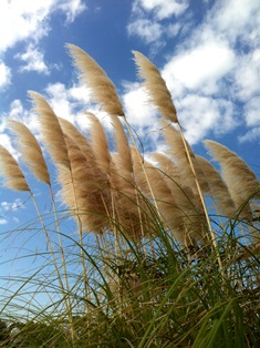 2014-10-08 すすき.jpg