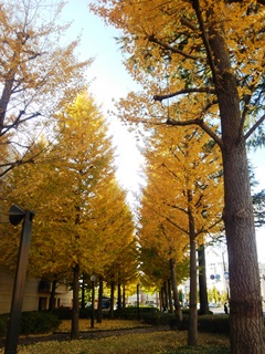 141128 utsunomiya.jpg