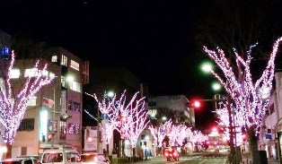 2014光のさくら祭り.jpg