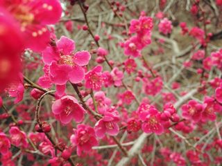 IMG_7380.JPG