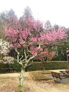 150319 tano p.a.01.jpg