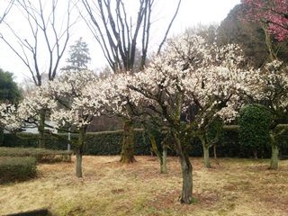 150319 tano p.a.02.jpg