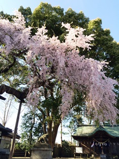 2015-4三島八幡.jpg