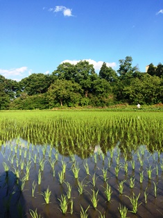 2015-05田植え.jpg