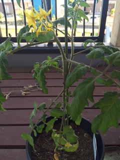 tomato花.JPG