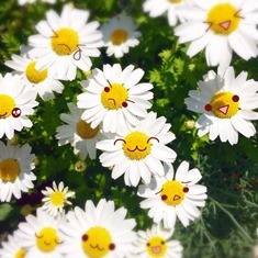 2015 ニコニコ花.jpg