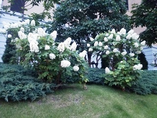 150611 ajisai-01.jpg