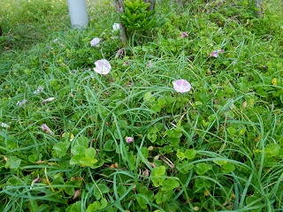 150618 kawarago-02.jpg