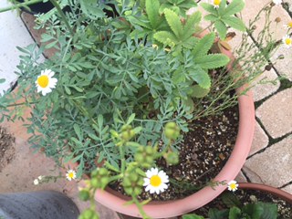2夏の花.JPG