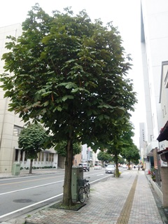 150820 tochigi-02.jpg