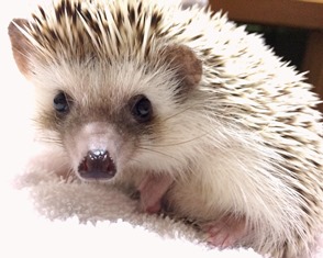 2015-09-04風呂ネズミ.jpg