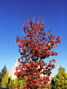 2015紅葉.jpg
