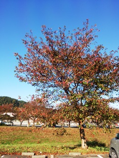 151105 kashima-02.jpg